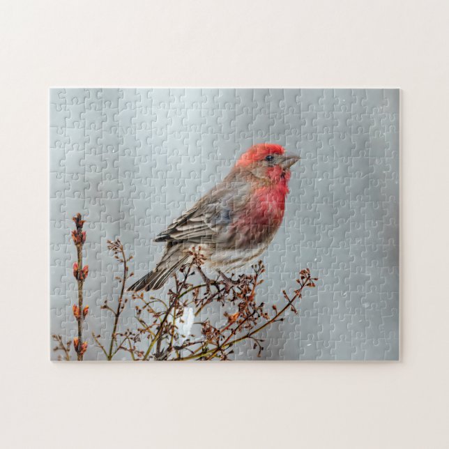 House Finch in Snö - Originalfoto Pussel (Horisontell)