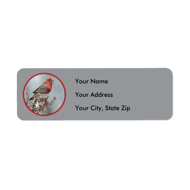 House Finch in Snö - Originalfoto Returadress Etikett (Framsidan)