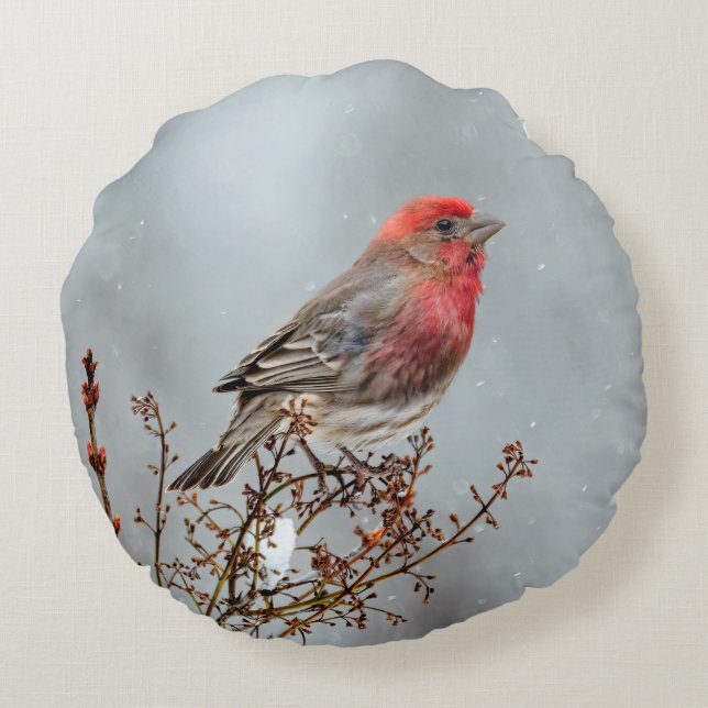 House Finch in Snö - Originalfoto Rund Kudde (Baksidan)