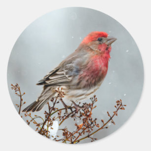 House Finch in Snö - Originalfoto Runt Klistermärke