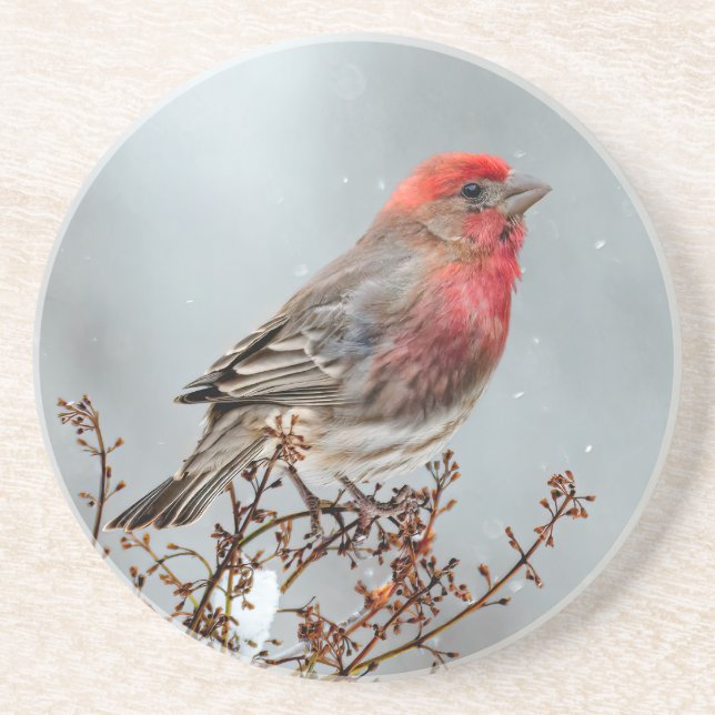 House Finch in Snö - Originalfoto Underlägg (Framsidan)