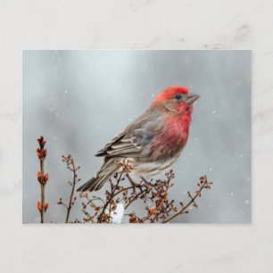 House Finch in Snö - Originalfoto Vykort