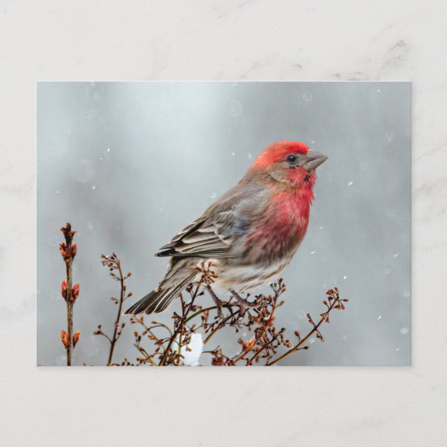 House Finch in Snö - Originalfoto Vykort (Framsida)