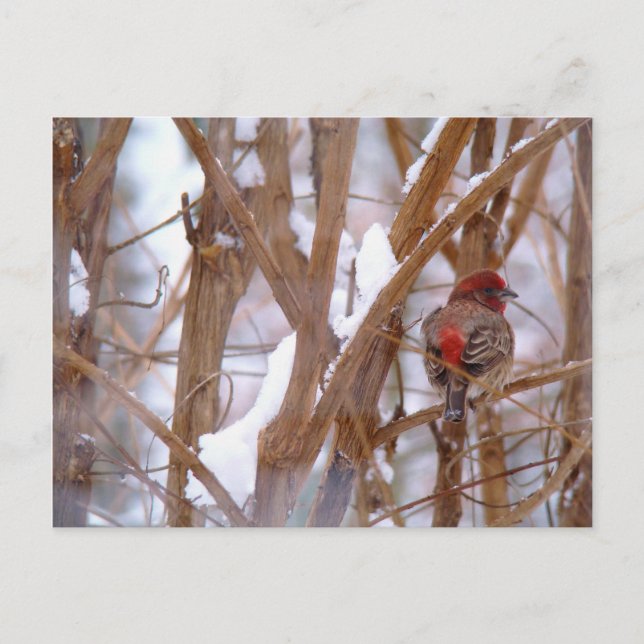 House Finch in Winter Scene Vykort (Framsida)