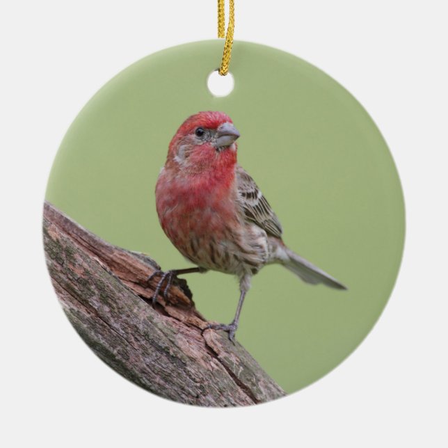 House Finch Julgransprydnad Keramik (Framsidan)