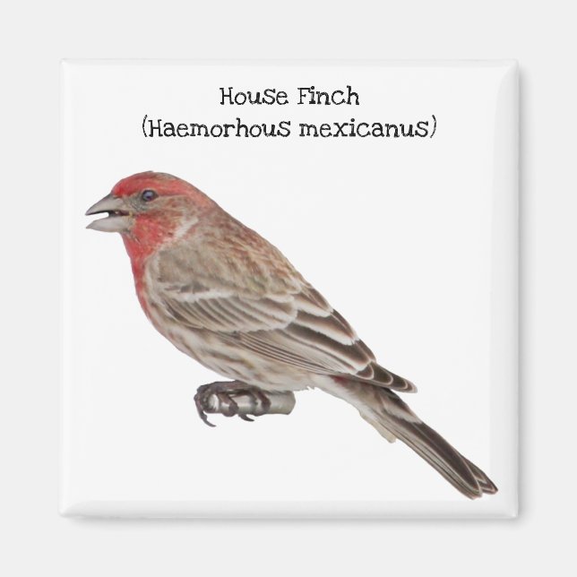 House Finch Magnet (Framsidan)