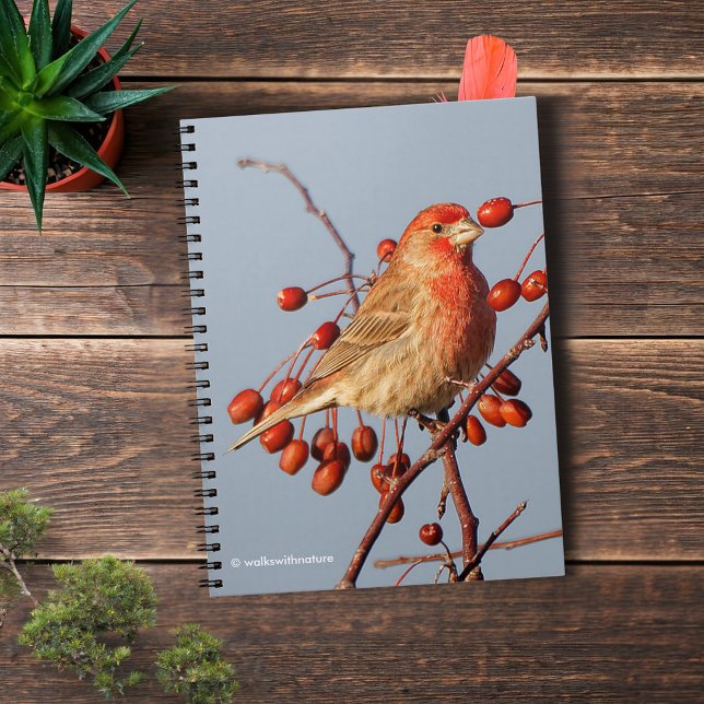 House Finch med Hawthorn Berries Anteckningsbok (House Finch with Hawthorn Berries Journal Cover Photo)