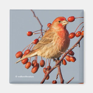 House Finch med Hawthorn Berries Magnet