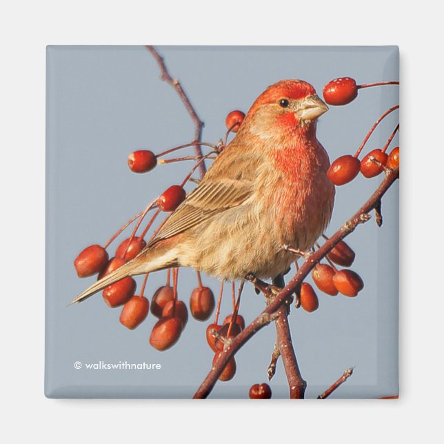 House Finch med Hawthorn Berries Magnet (Framsidan)