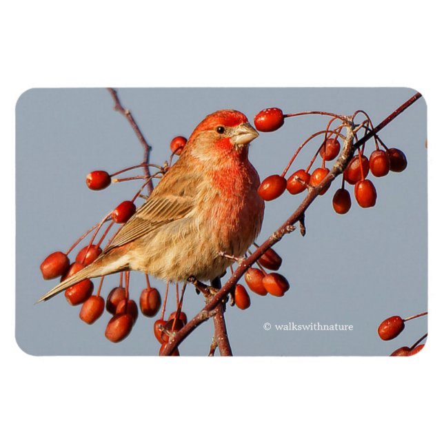 House Finch med Hawthorn Berries Magnet (Horisontell)