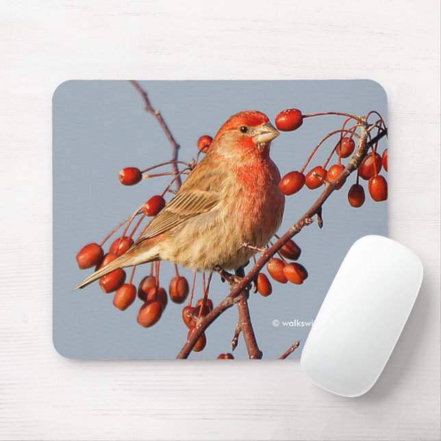 House Finch med Hawthorn Berries Musmatta (Med mus)