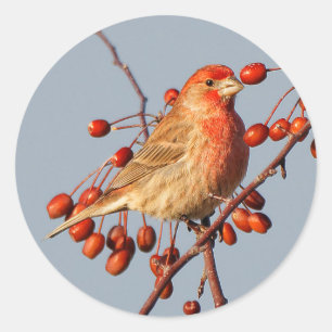 House Finch med Hawthorn Berries Runt Klistermärke