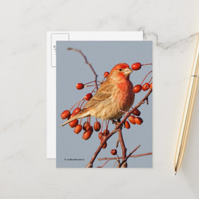 House Finch med Hawthorn Berries Vykort (Fram/Back In Situ)
