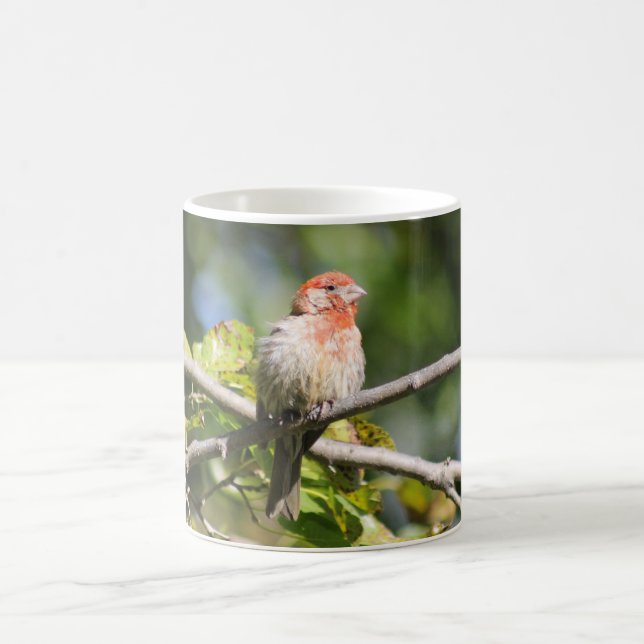 House finch mugg (Center)