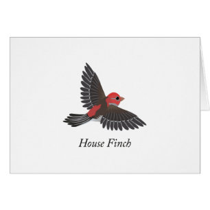 House Finch OBS Kort