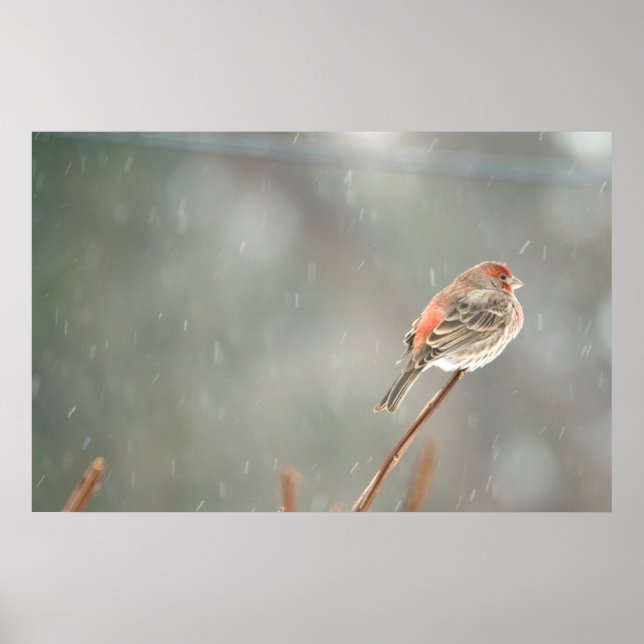 House Finch på Gren Poster (Framsidan)