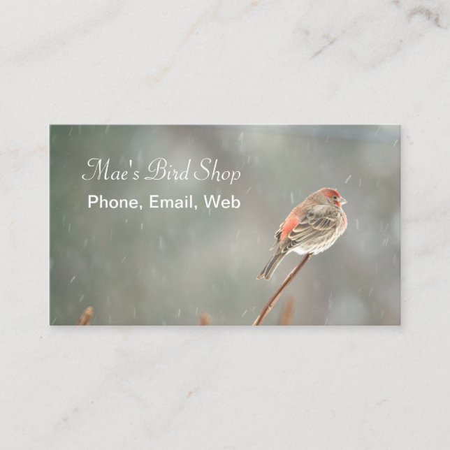 House Finch på Gren Visitkort (Framsida)
