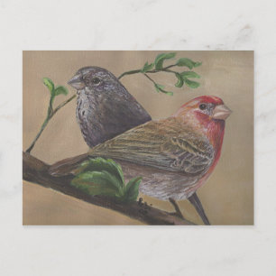 House Finch Pair Vykort