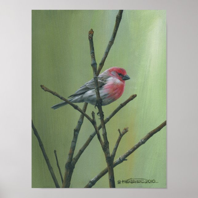 House Finch Poster (Framsidan)