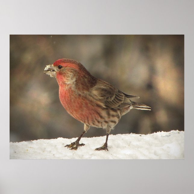 House Finch Poster (Framsidan)