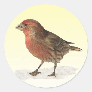 House Finch Runt Klistermärke