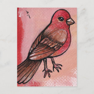 House Finch Vykort