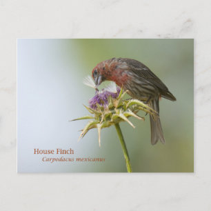 House Finch Vykort