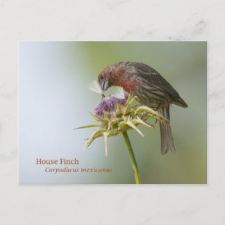 House Finch Vykort