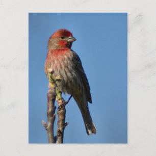 House Finch Vykort
