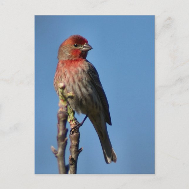 House Finch Vykort (Framsida)