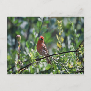 House Finch Vykort