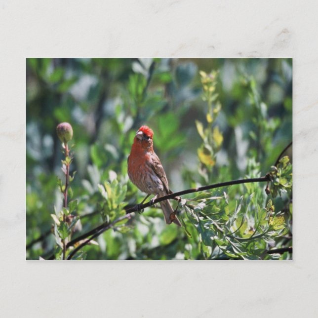 House Finch Vykort (Framsida)