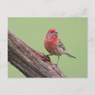 House Finch Vykort