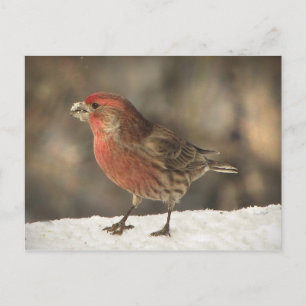 House Finch Vykort