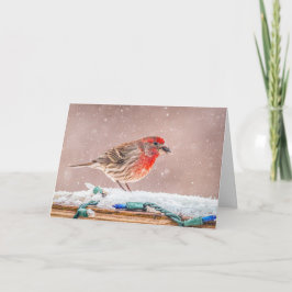 House finch with seed Christmas Card Helgkort