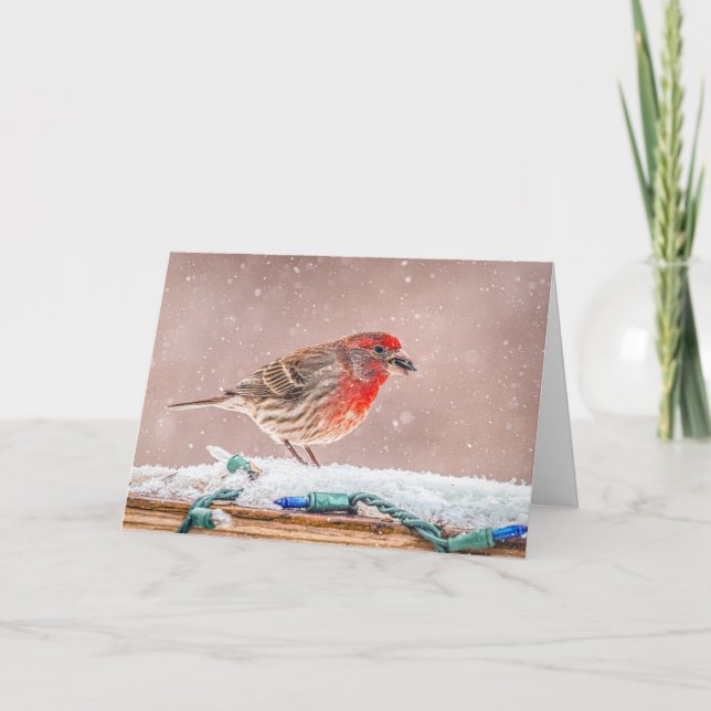 House finch with seed Christmas Card Helgkort (Framsida)