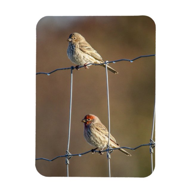 House Finches Magnet (Vertikal)