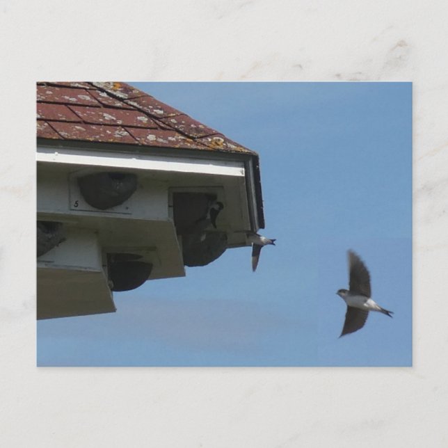 House Martins in Nest Box DIY Postcard Helg Vykort (Framsida)