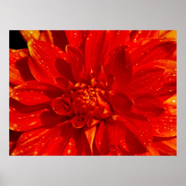 House of Orange dahlia Poster (Framsidan)