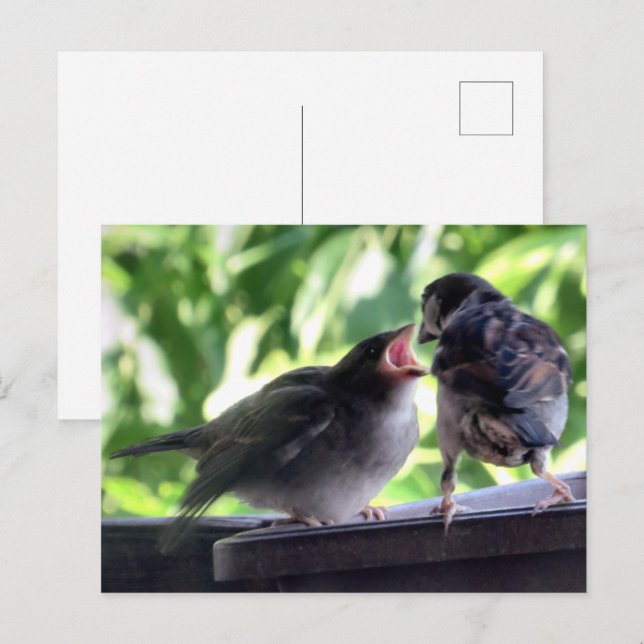 House Sparrow Far Matande Baby Vykort (Fram/baksida)