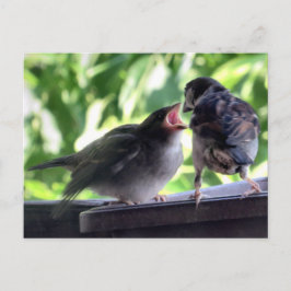 House Sparrow Far Matande Baby Vykort