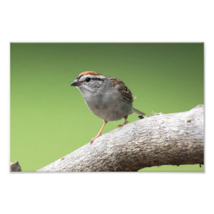House Sparrow Fototryck