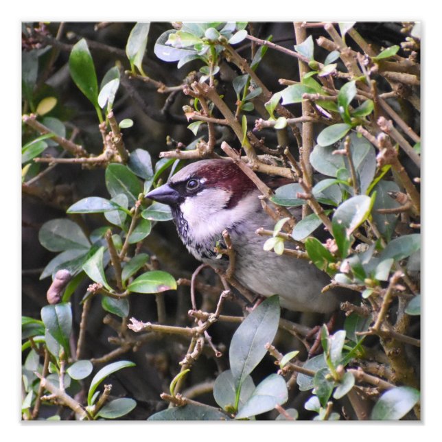 House Sparrow Fototryck (Framsidan)