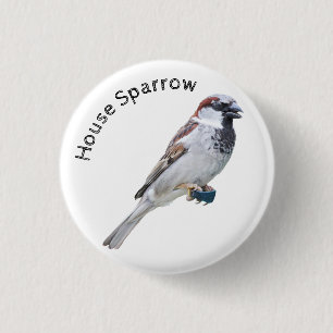 House Sparrow Knapp