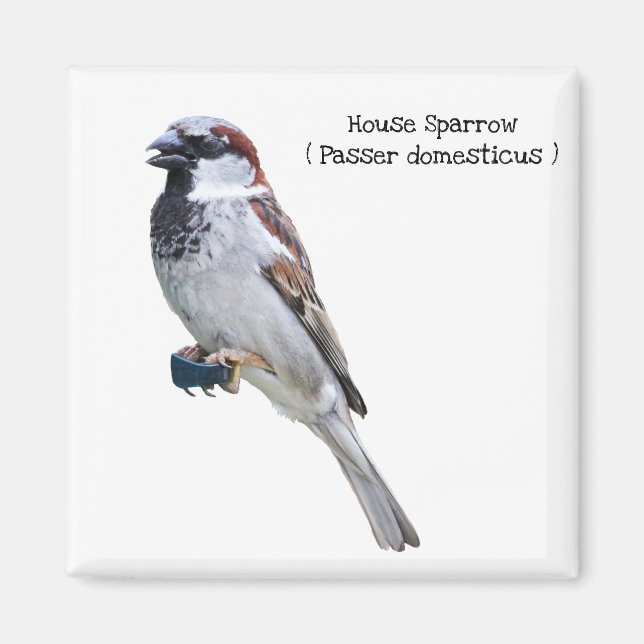 House Sparrow Magnet (Framsidan)
