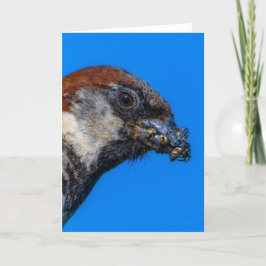 House Sparrow med kryp tackkort