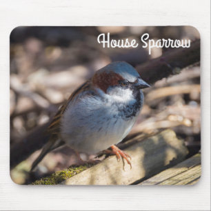 House Sparrow Musmatta