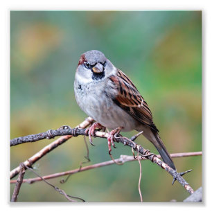 House Sparrow på en klätterfoto Skriv ut Fototryck