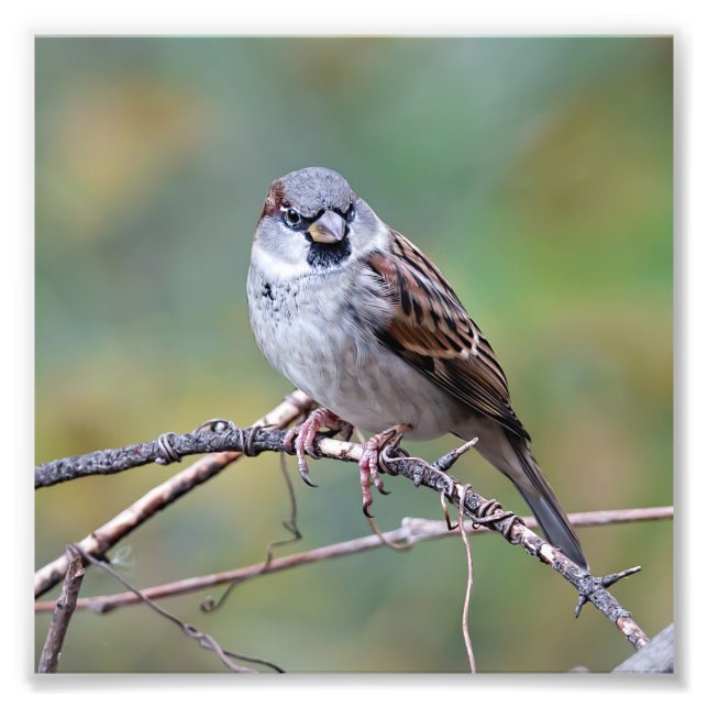 House Sparrow på en klätterfoto Skriv ut Fototryck (Framsidan)