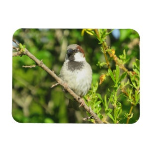 House Sparrow på Lilac Bush Magnet